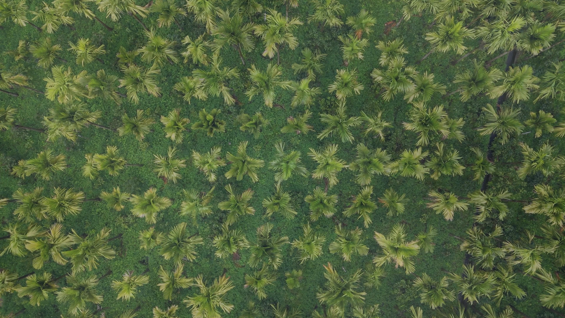 Aerial image
